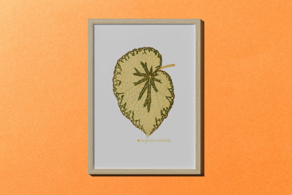 Enhance Your Creative Projects with Begonia Rex Grandis Leaf Illustration