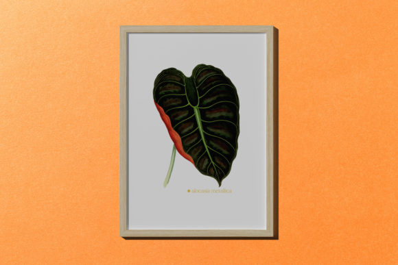 Exploring the Versatility of Alocasia Metallica Leaf Illustration in Art and Design